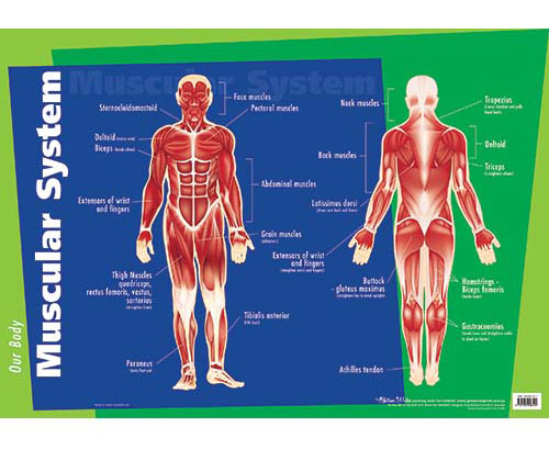 Muscular System Chart - ZartArt Catalogue
