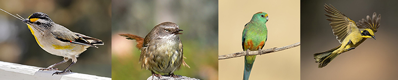 Reference images of four birds. Image source: Wikimedia Commons (Bird image 1 by Benjamint444)(Bird image 2 by Fir002)(Bird image 3 & 4 by JJ Harrison) 4 Reference Images Birds 800x161