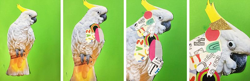 Collage Cockatoo Banner Panel X 4 800x259